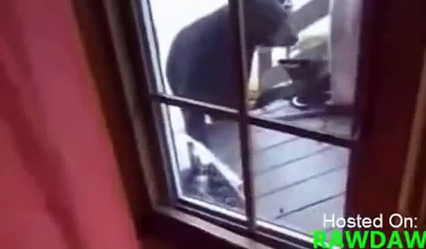 Кошка Защищает Мать И Сына от ГРИЗЛИ!