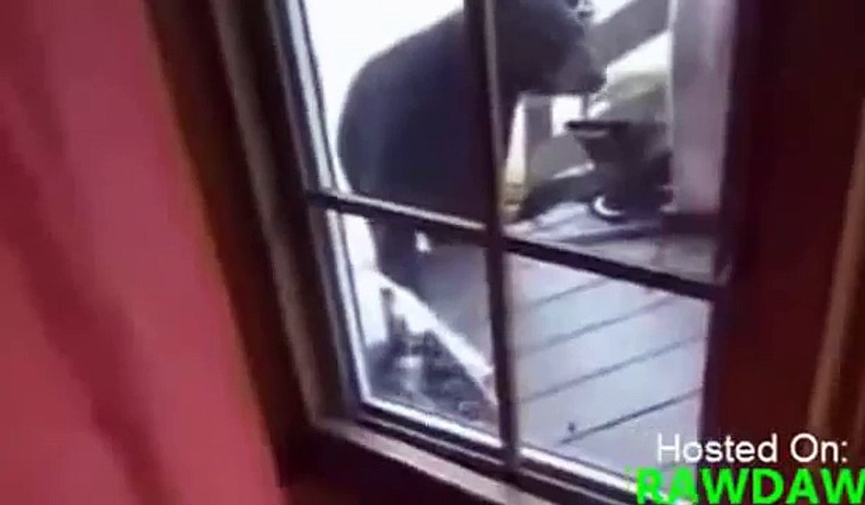 Кошка Защищает Мать И Сына от ГРИЗЛИ!