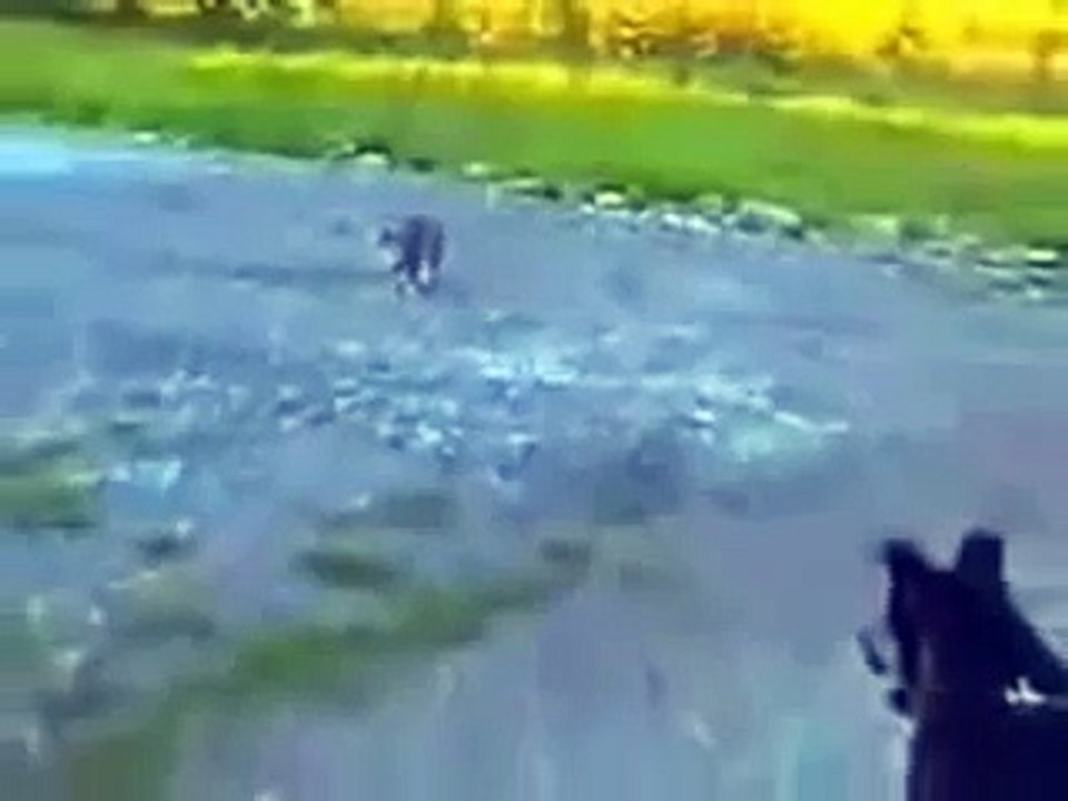 Кошка защищает собачку от собаки The cat protects a dog from a dog