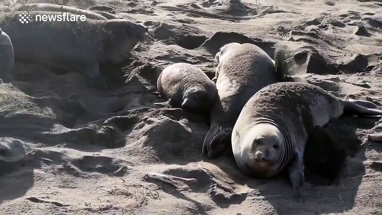 Seal pup gets squashed by fat daddy