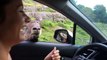 Goat Attacks Two Women During Safari