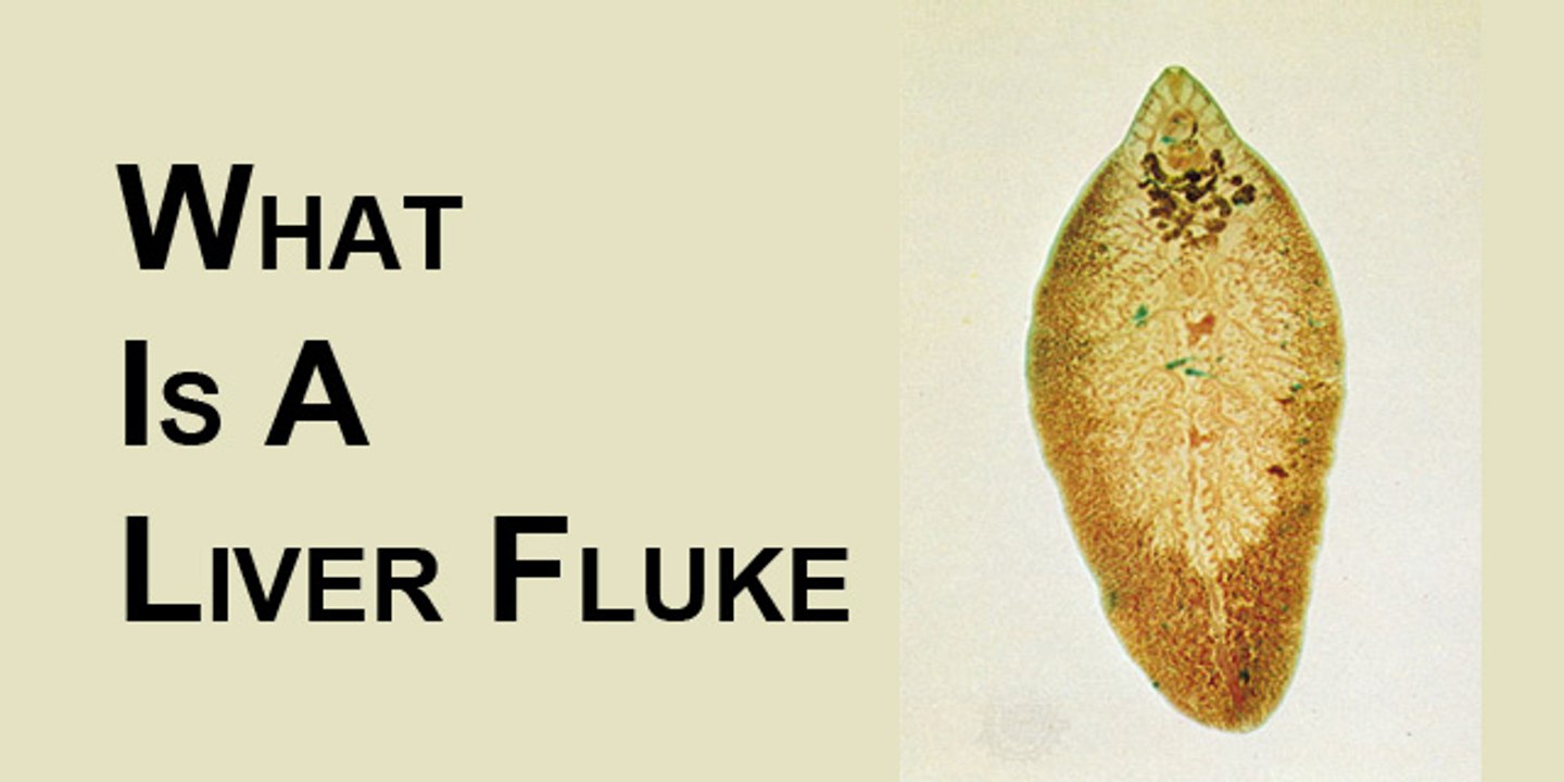 What is a Liver Fluke