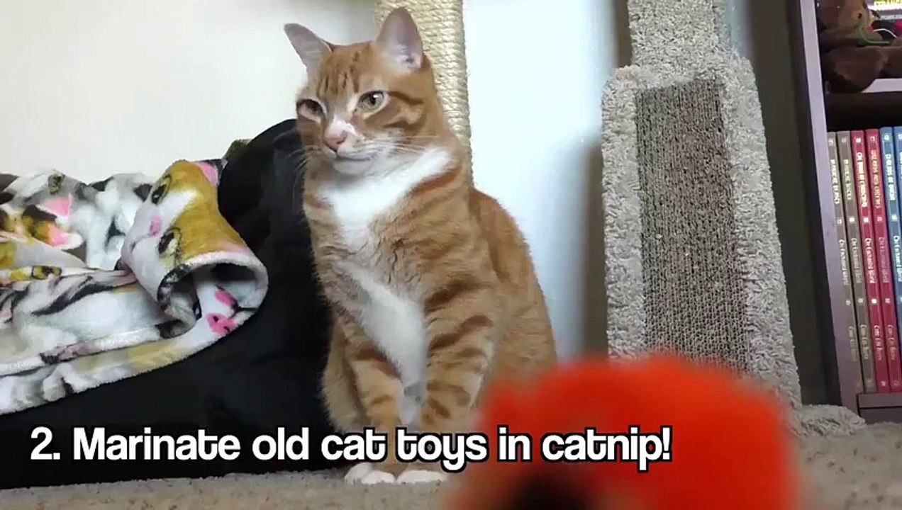 Evde Kedi mi Besliyorsunuz- O Zaman Bunu Mutlaka İzleyin!