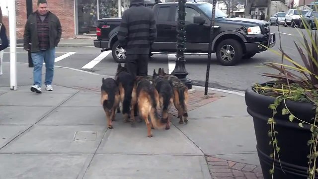 Cet homme avec sa meute de chiens est épatant