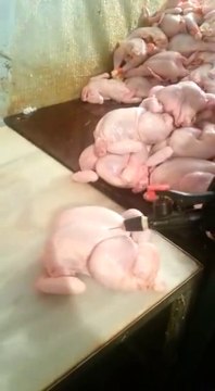 28.02.2016. Da vidite kako se povecava kilaza pilicima...Cega se jos nece setiti