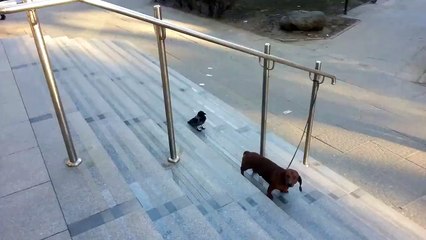 Un oiseau joue avec les nerfs d'un chien