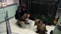 Simon meets a paralysed bear cub - Greece with Simon Reeve: Episode 2 Preview - BBC Two