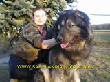Big Dogs Kurdish Kangal,Russia