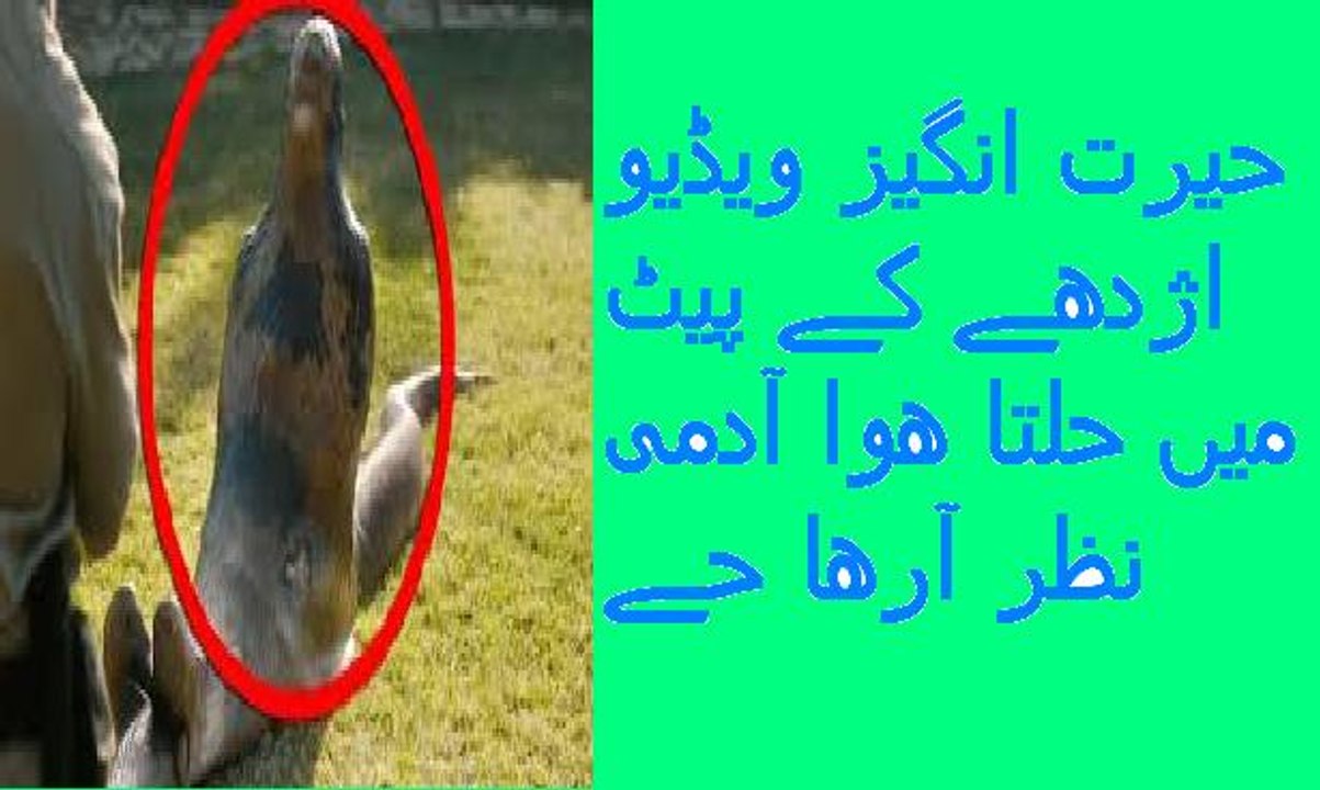 حیرت انگیز ویڈیو اژدھے کے پیٹ میں حلتا ھوا آدمی نظر آرھا حے