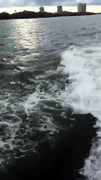 a day with the Dolphins