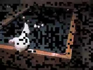 is checken is expert snooker player