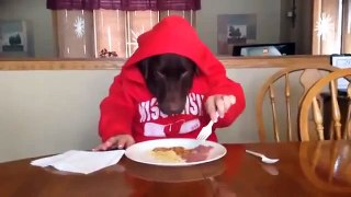 Dog in the hood eating cookies - HILARIOUS -D