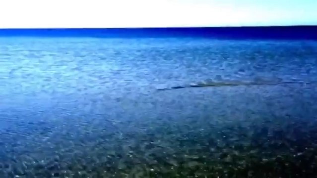 Странная рыба приплыла к берегу