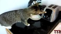 BEST EVER! The Funniest Cat Fail Compilation Ever! The Cutest Cat In The World!