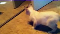 Funny Videos 2014 Funny Cats Video Funny Cat Videos Ever Funny Animals Funny Fails 2