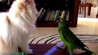 Funny Bird Best Compilation 2016