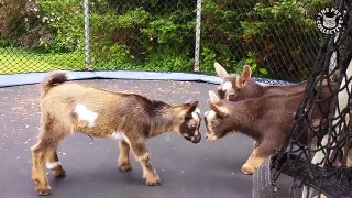 World's Greatest Goat Compilation