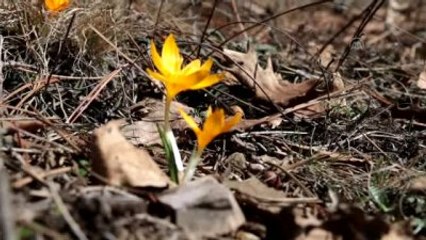 Kartalkaya'da Kar Abant'ta Bahar Keyfi