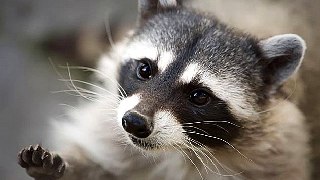 13 min raccoon hypnotize (part 6)