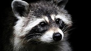 13 min raccoon hypnotize (part 7)
