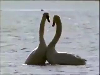 البالية على اصوله رقص Real ballet dance