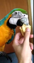 Brésil : Un perroquet reçoit un bec en titane imprimé en 3D pour pouvoir manger normalement