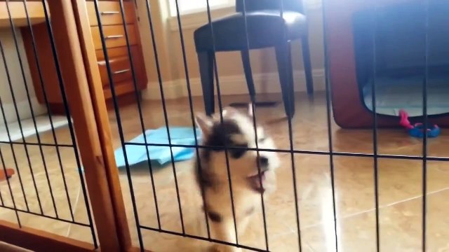 Хаски скандалит - требует свободы и справедливости