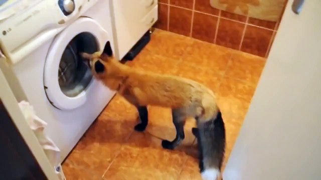Забавная лиса в доме