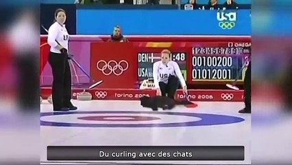 Игра в кёрлинг котами, ржачное видео