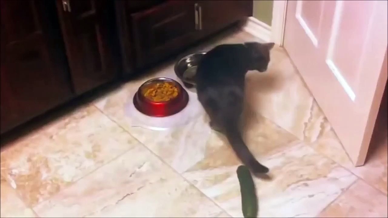 Cat vs cucumber