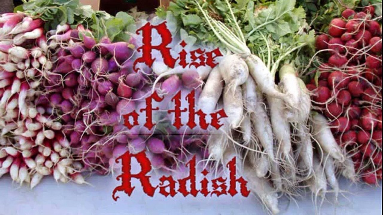 50 Sent Presents: Rise of the Radish (Part 1)