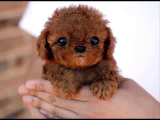 *야탑출장마사지『o10 - 5937 - 8461』女k 야탑출장안마 정자동출장안마