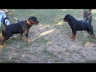 Working Rottweiler vs Show Rottweiler & Puppy BITEWORK School