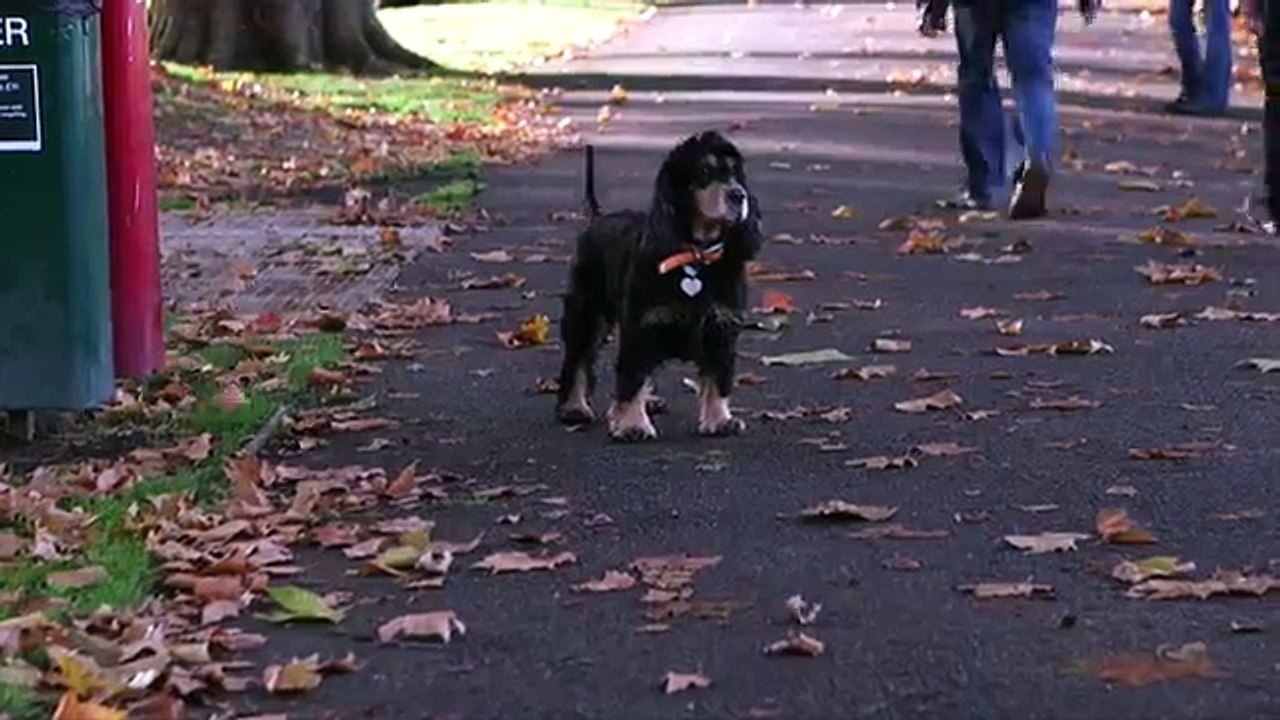 DOGS IN LONDON trailer