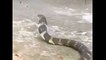King Cobra Snake in Wayanad Kerala India - King Cobra Snake Vs Snake Expert