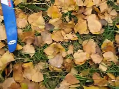 Лыжные гонки по траве