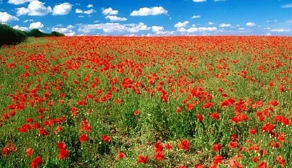 حمد ظاهر آهنگ مجلیسی