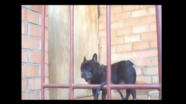 Собака говорит человеческим голосом Говорящая собака