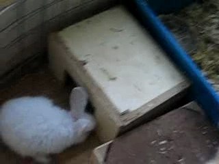 bébé lapin de ferme