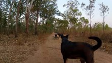 the dog named Bat