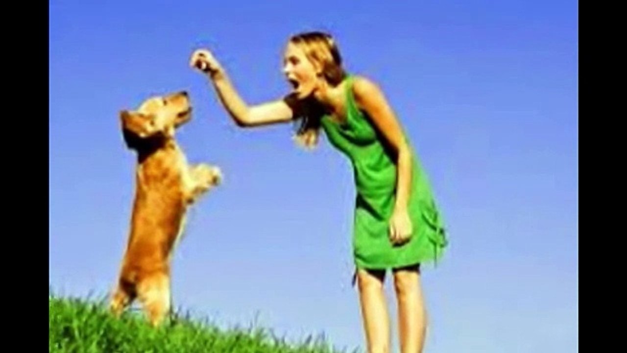 Royal Canin Labrador Retriever Dog Food Review