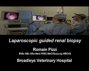 Laparoscopic guided kidney biopsy in a dog