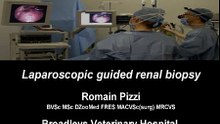 Laparoscopic guided kidney biopsy in a dog