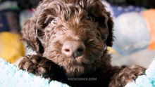 Barbet (dog) - Video Learning - WizScience.com