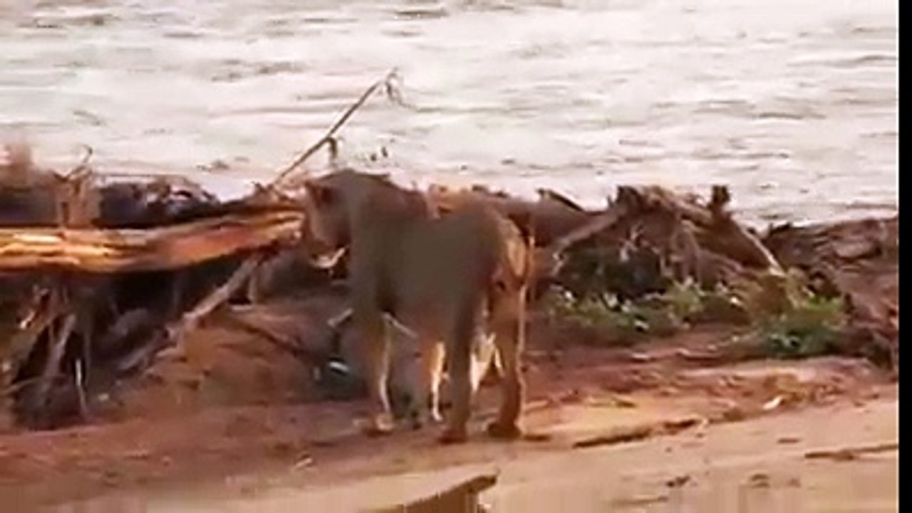 Lion and crocodile