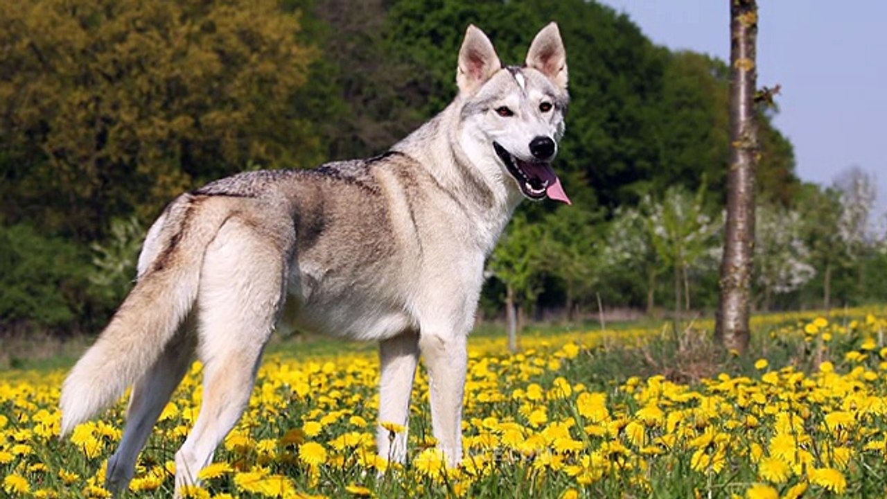 Tamaskan Dog - Video Learning - WizScience.com