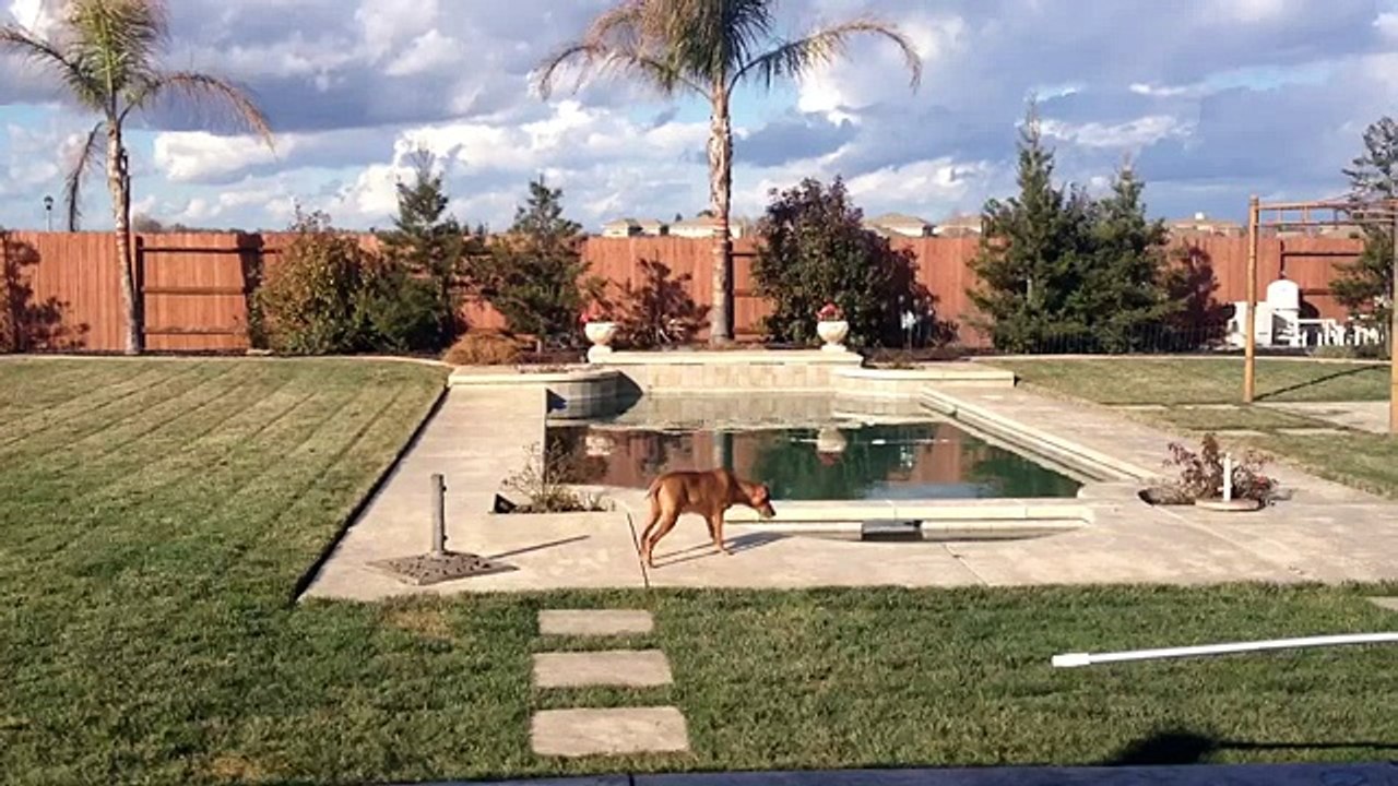 2-7-13 My Dog senses something in the backyard, what is going on- WATCH THIS!