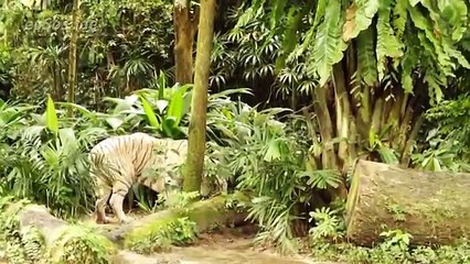 Fish EAT White Tigers POO in Singapore Zoo (World Music 720p)