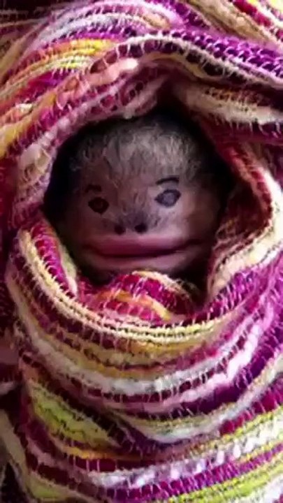 HaHaHa Funny Monkey