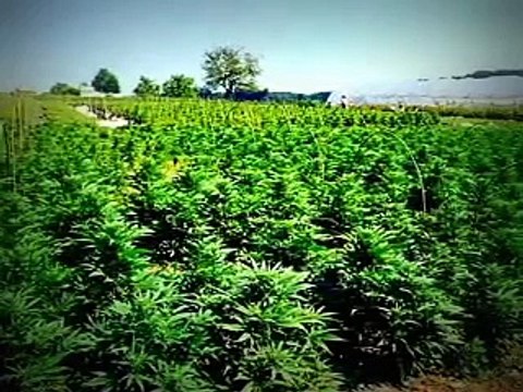 RUN FROM THE CURE - The Rick Simpson Story (Part 1 of 7)